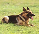 Adestramento de cães em Aparecida de Goiânia